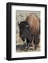 USA, Wyoming, Yellowstone National Park, Lamar Valley. Male American bison-Cindy Miller Hopkins-Framed Photographic Print