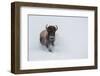 USA, Wyoming, Yellowstone National Park. Lone bull bison running in deep snow-Cindy Miller Hopkins-Framed Photographic Print