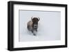 USA, Wyoming, Yellowstone National Park. Lone bull bison running in deep snow-Cindy Miller Hopkins-Framed Photographic Print