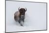 USA, Wyoming, Yellowstone National Park. Lone bull bison running in deep snow-Cindy Miller Hopkins-Mounted Photographic Print