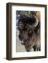 USA, Wyoming, Yellowstone National Park. Lone male American bison, aka buffalo with frost on face-Cindy Miller Hopkins-Framed Photographic Print