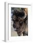 USA, Wyoming, Yellowstone National Park. Lone male American bison, aka buffalo with frost on face-Cindy Miller Hopkins-Framed Photographic Print