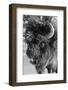 USA, Wyoming, Yellowstone National Park. Lone male American bison-Cindy Miller Hopkins-Framed Photographic Print