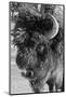 USA, Wyoming, Yellowstone National Park. Lone male American bison-Cindy Miller Hopkins-Mounted Photographic Print