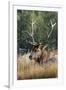 USA, Wyoming, Yellowstone National Park, Madison, Madison River. Male North American elk.-Cindy Miller Hopkins-Framed Photographic Print