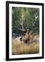 USA, Wyoming, Yellowstone National Park, Madison, Madison River. Male North American elk.-Cindy Miller Hopkins-Framed Photographic Print