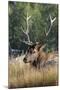 USA, Wyoming, Yellowstone National Park, Madison, Madison River. Male North American elk.-Cindy Miller Hopkins-Mounted Photographic Print