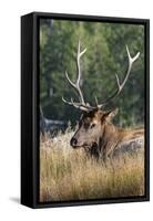 USA, Wyoming, Yellowstone National Park, Madison, Madison River. Male North American elk.-Cindy Miller Hopkins-Framed Stretched Canvas