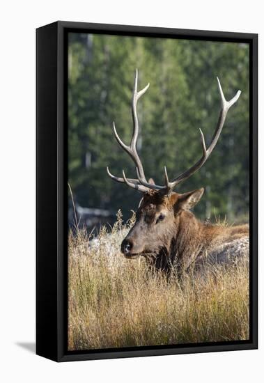 USA, Wyoming, Yellowstone National Park, Madison, Madison River. Male North American elk.-Cindy Miller Hopkins-Framed Stretched Canvas