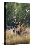 USA, Wyoming, Yellowstone National Park, Madison, Madison River. Male North American elk.-Cindy Miller Hopkins-Stretched Canvas