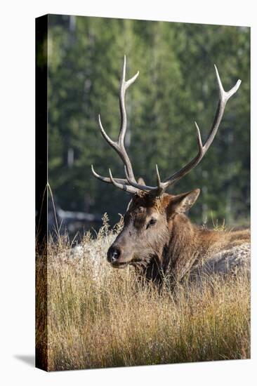 USA, Wyoming, Yellowstone National Park, Madison, Madison River. Male North American elk.-Cindy Miller Hopkins-Stretched Canvas