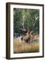 USA, Wyoming, Yellowstone National Park, Madison, Madison River. Male North American elk.-Cindy Miller Hopkins-Framed Photographic Print