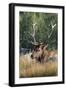 USA, Wyoming, Yellowstone National Park, Madison, Madison River. Male North American elk.-Cindy Miller Hopkins-Framed Photographic Print