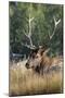 USA, Wyoming, Yellowstone National Park, Madison, Madison River. Male North American elk.-Cindy Miller Hopkins-Mounted Photographic Print