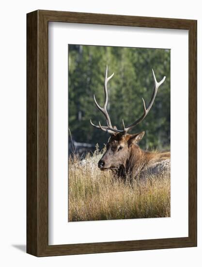 USA, Wyoming, Yellowstone National Park, Madison, Madison River. Male North American elk.-Cindy Miller Hopkins-Framed Photographic Print