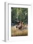 USA, Wyoming, Yellowstone National Park, Madison, Madison River. Male North American elk.-Cindy Miller Hopkins-Framed Photographic Print