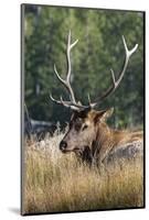 USA, Wyoming, Yellowstone National Park, Madison, Madison River. Male North American elk.-Cindy Miller Hopkins-Mounted Photographic Print