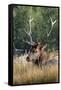 USA, Wyoming, Yellowstone National Park, Madison, Madison River. Male North American elk.-Cindy Miller Hopkins-Framed Stretched Canvas
