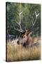 USA, Wyoming, Yellowstone National Park, Madison, Madison River. Male North American elk.-Cindy Miller Hopkins-Stretched Canvas