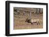 USA, Wyoming, Yellowstone National Park, Madison. Male North American elk.-Cindy Miller Hopkins-Framed Photographic Print