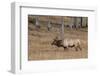 USA, Wyoming, Yellowstone National Park, Madison. Male North American elk.-Cindy Miller Hopkins-Framed Photographic Print