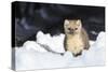 USA, Wyoming, Yellowstone National Park, Pine Marten in Snow-Elizabeth Boehm-Stretched Canvas