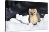 USA, Wyoming, Yellowstone National Park, Pine Marten in Snow-Elizabeth Boehm-Stretched Canvas