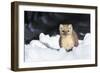 USA, Wyoming, Yellowstone National Park, Pine Marten in Snow-Elizabeth Boehm-Framed Photographic Print