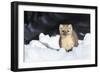 USA, Wyoming, Yellowstone National Park, Pine Marten in Snow-Elizabeth Boehm-Framed Photographic Print