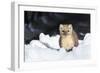 USA, Wyoming, Yellowstone National Park, Pine Marten in Snow-Elizabeth Boehm-Framed Photographic Print