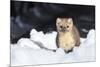 USA, Wyoming, Yellowstone National Park, Pine Marten in Snow-Elizabeth Boehm-Mounted Photographic Print