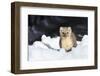 USA, Wyoming, Yellowstone National Park, Pine Marten in Snow-Elizabeth Boehm-Framed Photographic Print