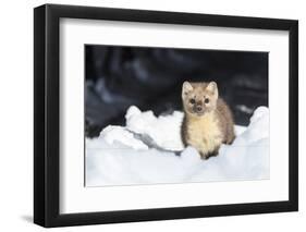 USA, Wyoming, Yellowstone National Park, Pine Marten in Snow-Elizabeth Boehm-Framed Photographic Print