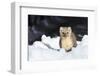 USA, Wyoming, Yellowstone National Park, Pine Marten in Snow-Elizabeth Boehm-Framed Photographic Print