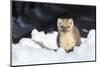 USA, Wyoming, Yellowstone National Park, Pine Marten in Snow-Elizabeth Boehm-Mounted Photographic Print