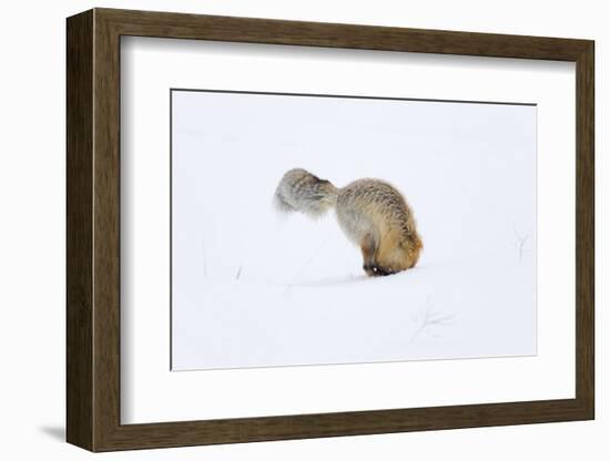 Usa, Wyoming, Yellowstone National Park. Red fox is headfirst in the snow to get a rodent.-Ellen Goff-Framed Photographic Print