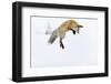 Usa, Wyoming, Yellowstone National Park. Red fox leaping to break through the snow to get a rodent.-Ellen Goff-Framed Photographic Print