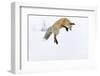 Usa, Wyoming, Yellowstone National Park. Red fox leaping to break through the snow to get a rodent.-Ellen Goff-Framed Photographic Print