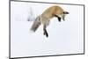 Usa, Wyoming, Yellowstone National Park. Red fox leaping to break through the snow to get a rodent.-Ellen Goff-Mounted Photographic Print