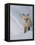 Usa, Wyoming, Yellowstone National Park. Red Fox.-Merrill Images-Framed Stretched Canvas