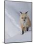 Usa, Wyoming, Yellowstone National Park. Red Fox.-Merrill Images-Mounted Photographic Print