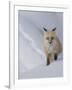 Usa, Wyoming, Yellowstone National Park. Red Fox.-Merrill Images-Framed Photographic Print