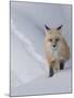 Usa, Wyoming, Yellowstone National Park. Red Fox.-Merrill Images-Mounted Photographic Print