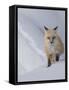 Usa, Wyoming, Yellowstone National Park. Red Fox.-Merrill Images-Framed Stretched Canvas