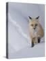 Usa, Wyoming, Yellowstone National Park. Red Fox.-Merrill Images-Stretched Canvas