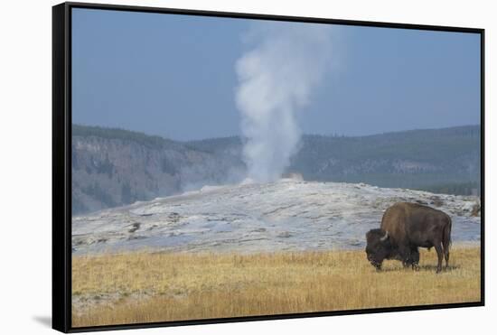 USA, Wyoming, Yellowstone National Park, Upper Geyser Basin. Lone male American bison-Cindy Miller Hopkins-Framed Stretched Canvas