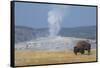 USA, Wyoming, Yellowstone National Park, Upper Geyser Basin. Lone male American bison-Cindy Miller Hopkins-Framed Stretched Canvas