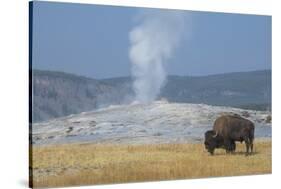 USA, Wyoming, Yellowstone National Park, Upper Geyser Basin. Lone male American bison-Cindy Miller Hopkins-Stretched Canvas