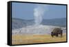 USA, Wyoming, Yellowstone National Park, Upper Geyser Basin. Lone male American bison-Cindy Miller Hopkins-Framed Stretched Canvas