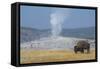 USA, Wyoming, Yellowstone National Park, Upper Geyser Basin. Lone male American bison-Cindy Miller Hopkins-Framed Stretched Canvas